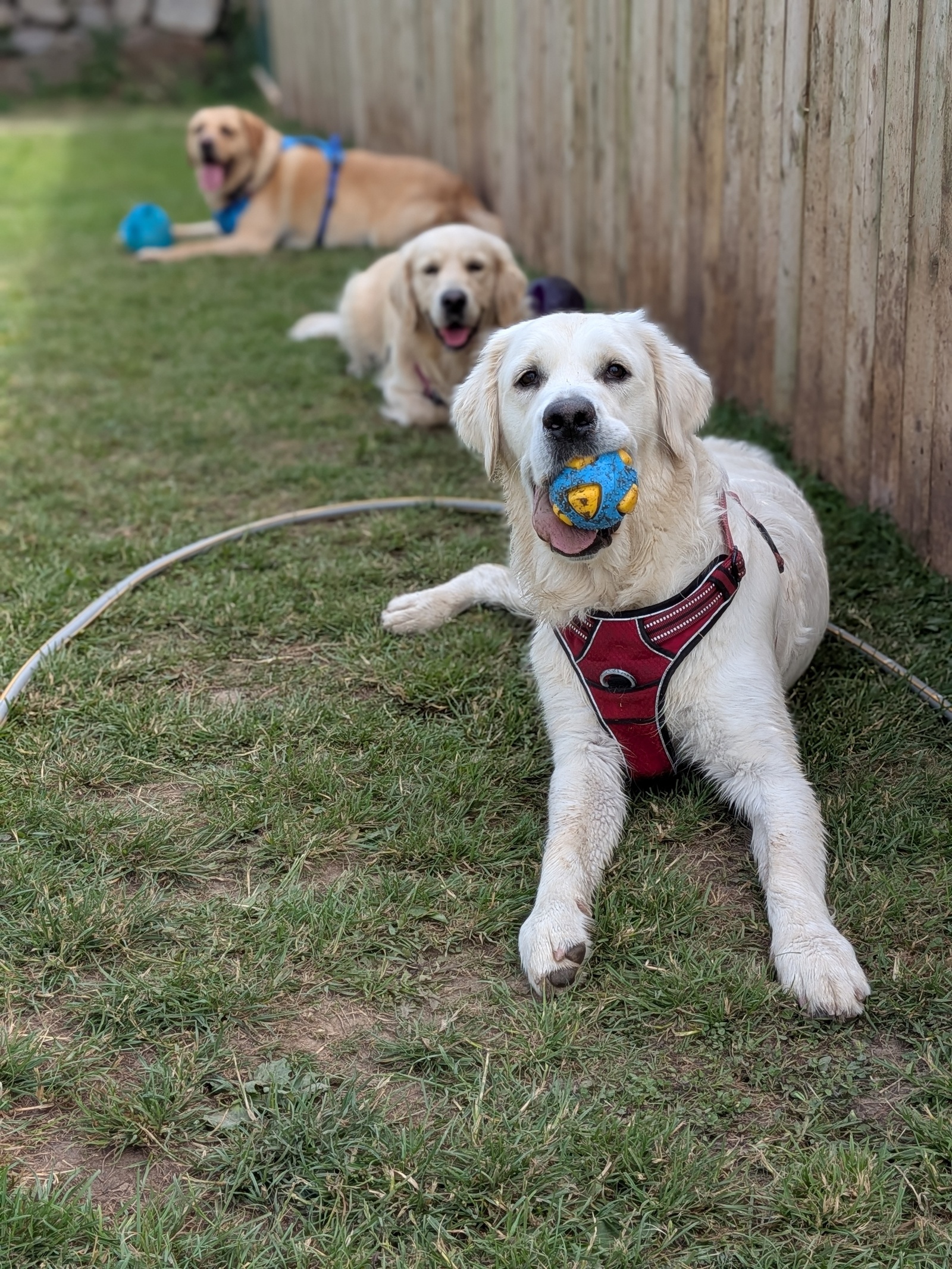 Dogs enjoying daycare